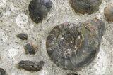 Plate of Devonian Ammonite Fossils - Morocco #259693-1